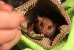 Baby GIF. Baby Otter Gifs 
