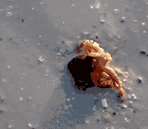 Honden GIF. Dieren Baby Gifs Hond 