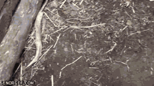 Baby GIF. Dieren Baby Gifs Fret 