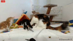 Baby GIF. Dieren Olifant Baby Gifs Streaker Interrupts 