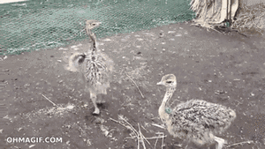 Baby GIF. Grappig Baby Gifs Likken Venster 