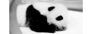 Baby GIF. Baby Gifs Gelukkige verjaardag Freecocaine Ava gardner 