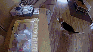 Baby GIF. Dieren Baby Gifs Hond Verandering Helpt Luier 