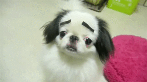 Baby GIF. Dieren Panda Baby Gifs Dragen 