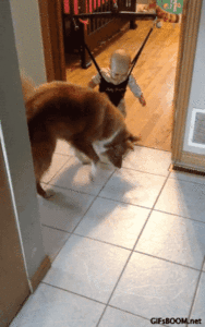 Baby GIF. Olifanten Schattig Baby Wil Gifs Dier Aanbiddelijk Aww Maken Absoluut Woedend Distrac 