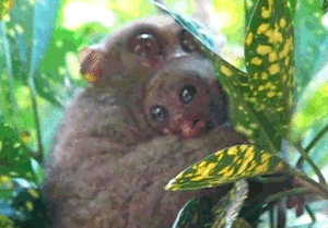 Baby GIF. Dieren Baby Leeuw Gifs Partij Zo hongerig Hes slechts een kleine zebra Leeuw probeert bab 