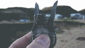 Baby GIF. Zwemmen Baby Bewegend Gifs Dier Zeeschildpad 
