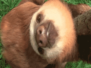 Baby GIF. Olifanten Schattig Baby Wil Gifs Dier Aanbiddelijk Aww Maken Absoluut Woedend Distrac 