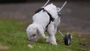 Baby GIF. Baby Engel Prinses Gifs Miss een Jia Gif: missen Ik bracht 80 jaar het verplaatsen 