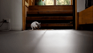 Baby GIF. Baby Geld Gifs Betaaldag 
