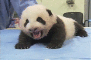 Baby GIF. Baby Gifs Parken en rec 