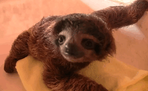 Baby GIF. Tien Baby Tv Gifs Heet Arts die David tennant Tiende arts Dw Tennant Hij is zo schatti 