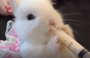 Baby GIF. Katten Liefde Baby Kat Gifs Aanbiddelijk Zoet 
