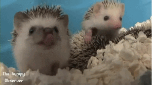 Baby GIF. Baby Tv Kus Gifs Reactie Haat Zuigeling 