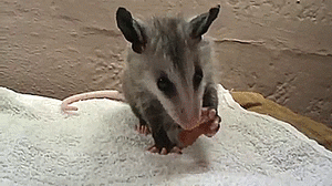 Baby GIF. Dieren Baby Leeuw Gifs Partij Zo hongerig Hes slechts een kleine zebra Leeuw probeert bab 