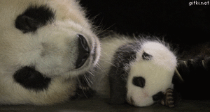 Baby GIF. Dieren Panda Baby Gifs Dragen 