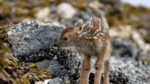 Baby GIF. Dieren Kunst Leeuwen Disney Schattig Baby Gifs Vrij Mooi Aanbiddelijk Hypnotisch Lion 