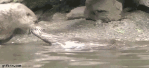 Baby GIF. Schattig Baby Madagascar Gifs Mort 