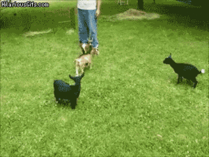 Baby GIF. Dieren Olifant Baby Zwembad Gifs 