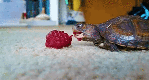 Baby GIF. Meisje Baby Gifs Reactiongifs Stem Schattige 