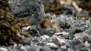 Baby GIF. Baby Star trek Gifs  Zoet Star trek into darkness Jim kirk Captain kirk James kirk Idst 