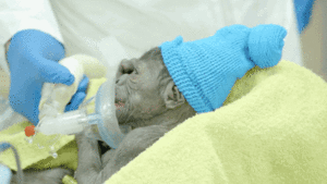 Baby GIF. Grappig Schattig Baby Gifs Plezier 