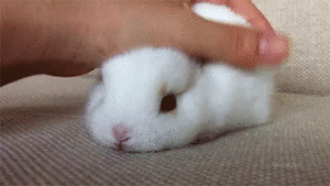 Baby GIF. Dieren Groot Olifant Baby Gifs Oor Klep 