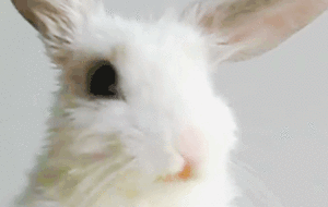 Beyoncé GIF. Muziek Artiesten Beyonce Baby Gifs Animatie Celebs Nieuws Gif Animatie overheersing highdef Carto 