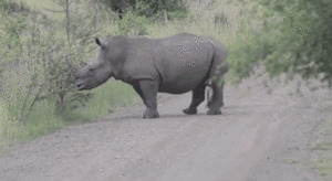Baby GIF. Baby Prachtig Gifs Vaardigheden Balancing 