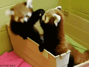Baby GIF. Baby Gifs  Lachend Vallend Aziaat Wet school Voorjaarsvakantie 1l Lawblr Moe gif Kort 