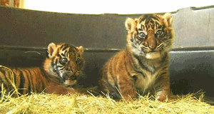 Baby GIF. Dieren Olifant Baby Gifs Schoen 