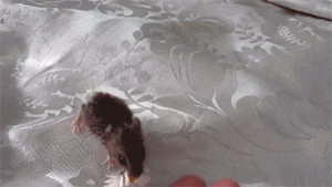 Baby GIF. Liefde Baby Gifs Filmsterren Portia de rossi Vrij Mooi Lt3 Home video 100 favoriete mensen uit te da 