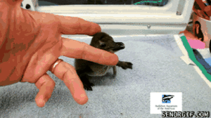 Baby GIF. Baby Gifs Parken en rec 
