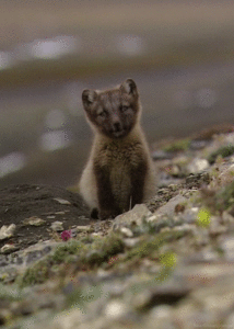 Baby GIF. Disney Film Baby Verwarde Gifs 