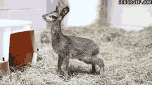Baby GIF. Baby Star trek Gifs  Zoet Star trek into darkness Jim kirk Captain kirk James kirk Idst 