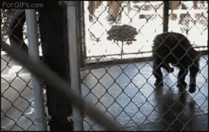 Banaan GIF. Eten en drinken Banaan Gifs Praat 