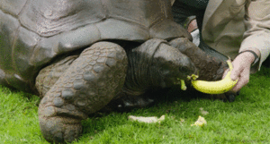 Banaan GIF. Eten en drinken Banaan Gifs 