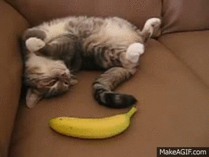 Banaan GIF. Eten en drinken Banaan Gifs Vreemd 