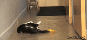 Banaan GIF. Eten en drinken Banaan Konijn Gifs 