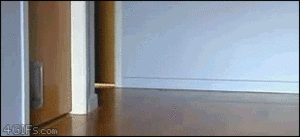 Banaan GIF. Dieren Eten en drinken Banaan Gifs Hond 