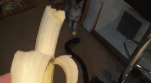 Banaan GIF. Eten en drinken Banaan Gifs 