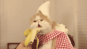 Banaan GIF. Eten en drinken Banaan Gifs Gif Psql 