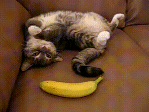 Banaan GIF. Eten en drinken Banaan Gifs Ja Fk 