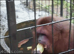 Banaan GIF. Eten en drinken Banaan Gifs Opnieuw 