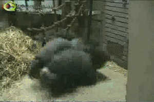 Banaan GIF. Eten en drinken Banaan Gifs 
