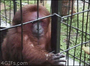 Banaan GIF. Eten en drinken Banaan Gifs 