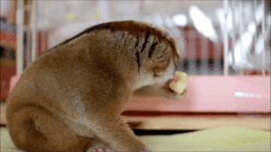 Banaan GIF. Eten en drinken Banaan Gifs Misbruik 