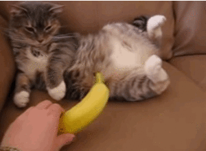 Banaan GIF. Eten en drinken Banaan Gifs 