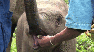 Banaan GIF. Eten en drinken Banaan Gifs 