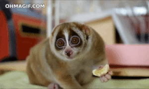 Banaan GIF. Eten en drinken Banaan Gifs Gemaakt Schaal Haters 